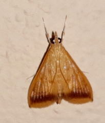 Hyalorista