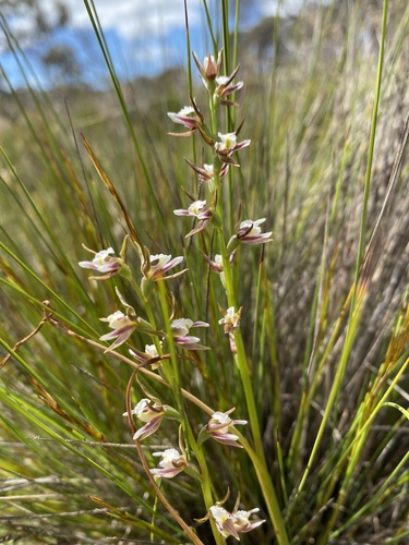 Fragrant Leek Orchid