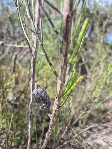 Allocasuarina distyla observed 2026-10-06