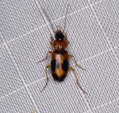 Badister neopulchellus