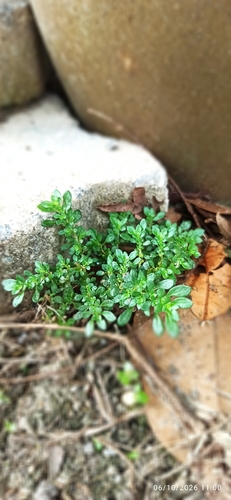 Artillery Plant