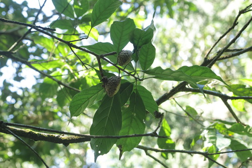 Lithocarpus corneus observed 2026-10-03