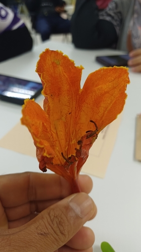 African tulip tree