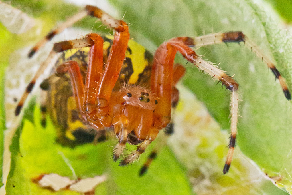 Marbled orbweaver (Araneus marmoreus)