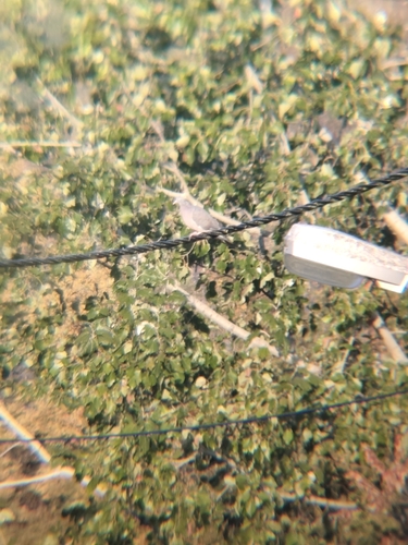 Common Wood-Pigeon