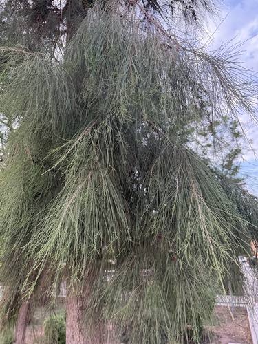 Casuarina cunninghamiana observed 2026-10-05