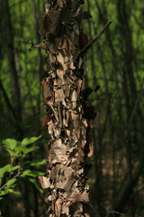 Betula dauurica