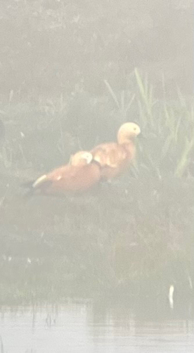 Ruddy Shelduck