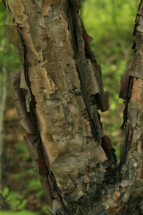 Betula dauurica