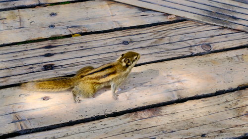 Tamiops swinhoei observed 2026-10-06