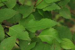 Betula dauurica