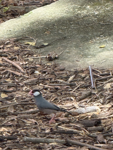 Java Sparrow