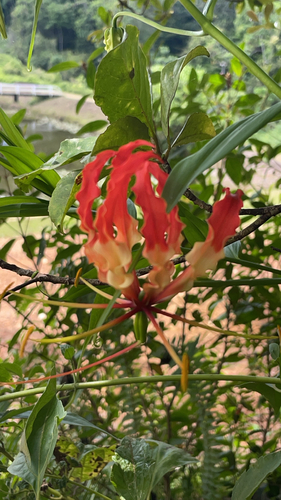 flame lily