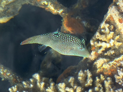 Canthigaster solandri observed 2026-10-05