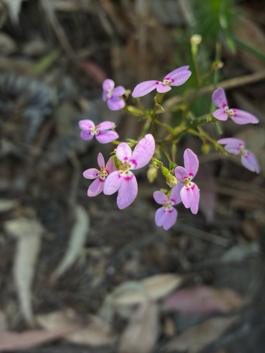 Stylidium laricifolium observed 2026-10-06
