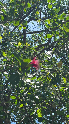apple mangrove
