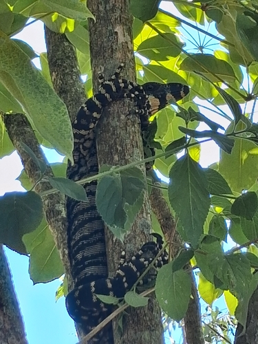 Lace Monitor
