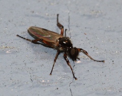 Bibio articulatus