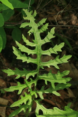 Saussurea odontolepis