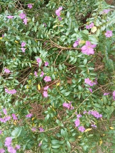 Cuphea hyssopifolia observed 2026-10-05