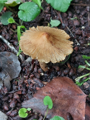 split fibrecap
