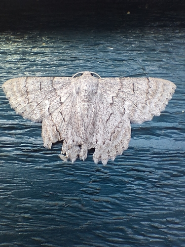 Red-lined Looper