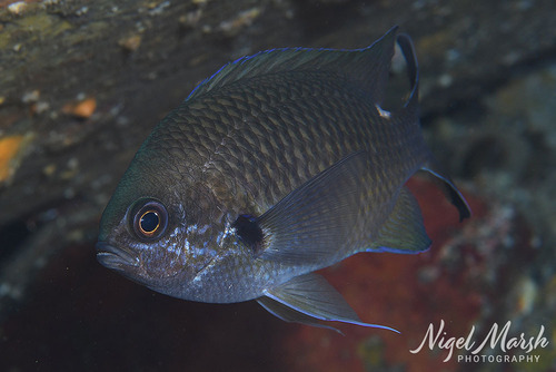 Chromis notata observed 2026-09-26