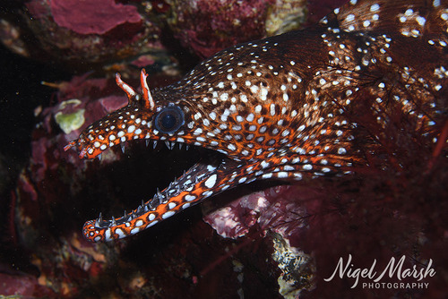 Enchelycore pardalis observed 2026-09-26