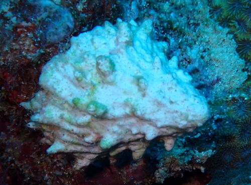 Astralium rhodostoma observed 2026-10-06