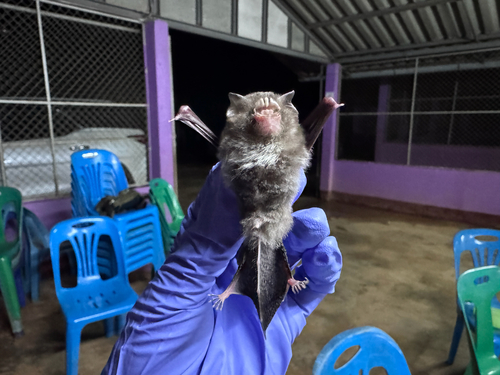 Aselliscus observed 2026-10-05