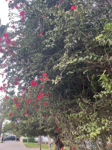 Bougainvillea buttiana observed 2026-10-06