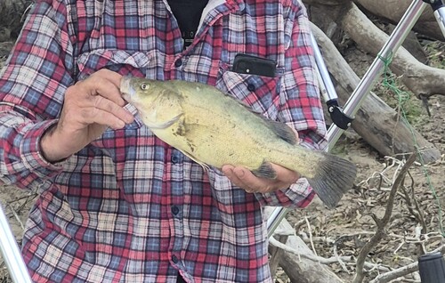 Golden Perch
