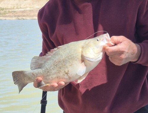 Golden Perch