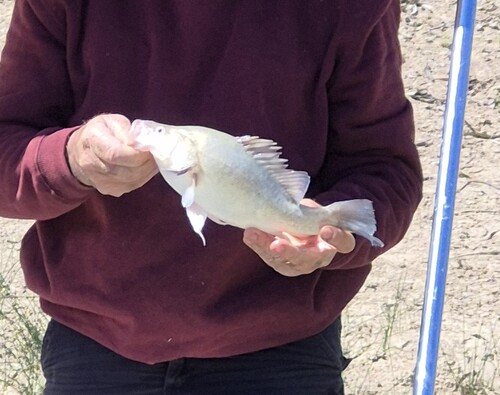 Golden Perch