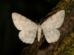 Catoria sublavaria