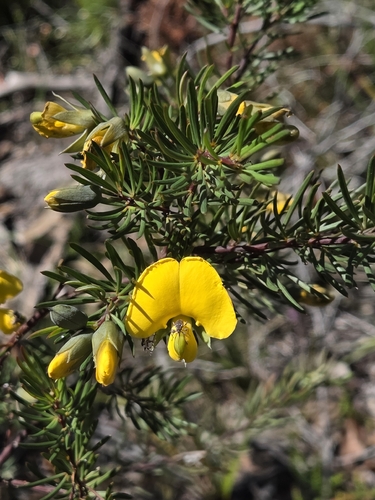 Gompholobium grandiflorum, 2026-10-04