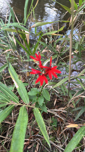 cardinal flower