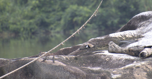 Spur-winged Lapwing
