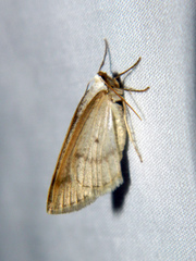 Lomographa glomeraria