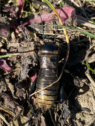 European Field Cricket