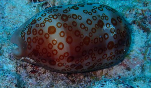 Cypraea argus observed 2026-10-06
