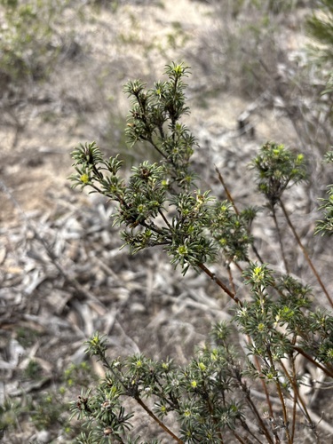 Phyllota, 2026-10-06