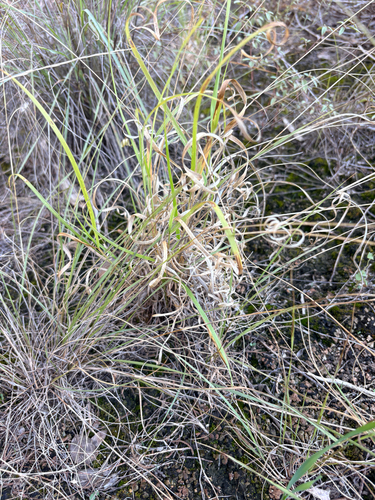 Panicum hallii hallii
