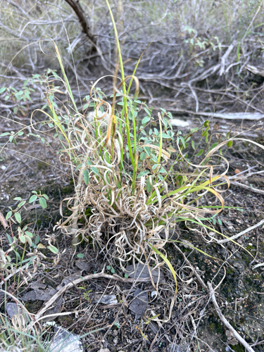 Panicum hallii hallii