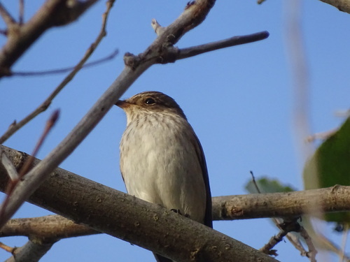 Spotted Flycatcher