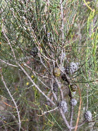 Allocasuarina muelleriana observed 2026-10-06