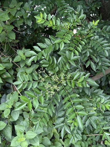 Zanthoxylum avicennae observed 2026-10-06