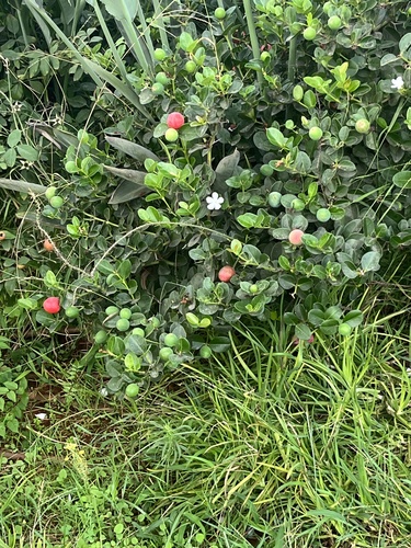 Natal Plum