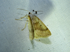 Lomographa glomeraria