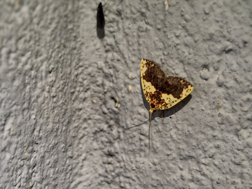 Siglophora sanguinolenta